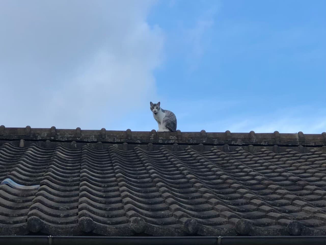 海の館の屋根と猫